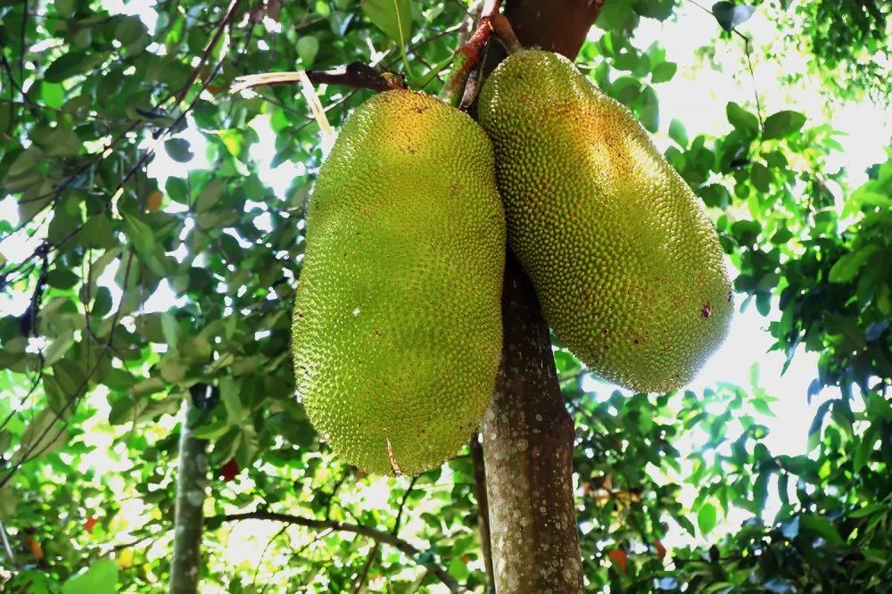 NLC电子(中国)集团